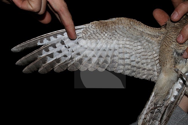 Egyptian Nightjar (Caprimulgus aegyptius) caught in a research station near Eilat in Israel. Showing under wing pattern. stock-image by Agami/Christian Brinkman,