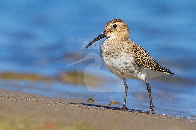 Dunlin (Calidris alpina), first winter individual standing on the shore stock-image by Agami/Saverio Gatto,