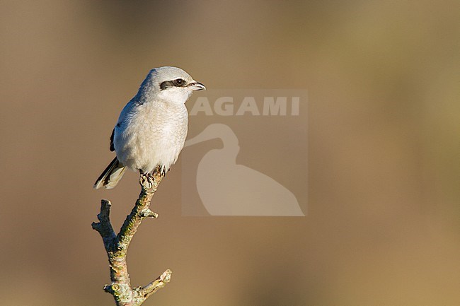 Wintering immature Great Grey Shrike (Lanius excubitor) in dunes of Katwijk, Netherlands. stock-image by Agami/Menno van Duijn,