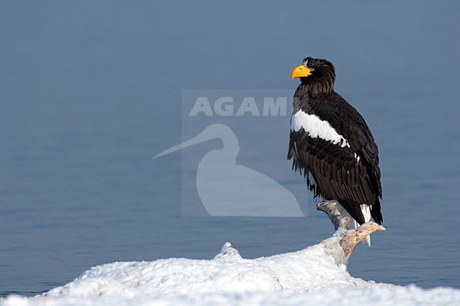 Volwassen Steller-zeearend, Adult Stellers Sea-eagle stock-image by Agami/Sergey Gorshkov,