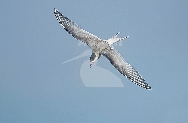 Arctic tern, Sterna paradisaea, juvenile in flight, seen from above, showing upperwings. stock-image by Agami/Fred Visscher,