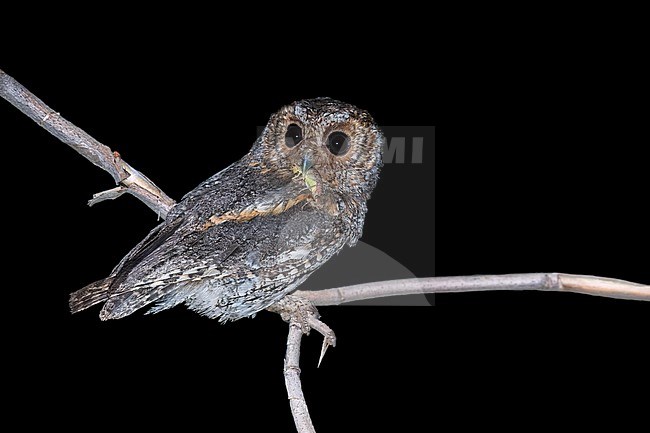 Adult
Kern Co., CA
July 2023 stock-image by Agami/Brian E Small,
