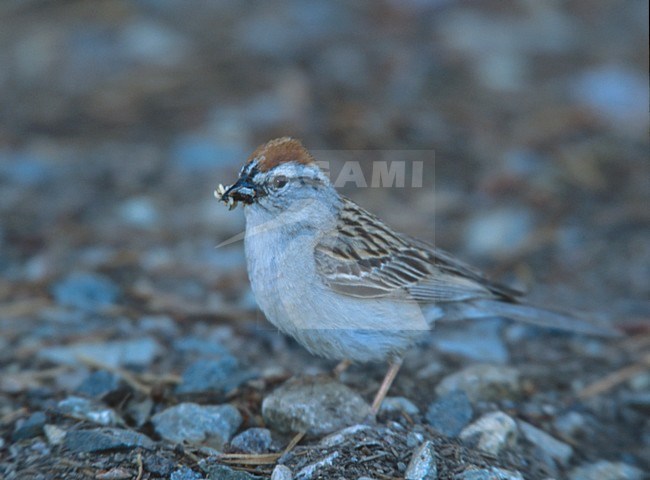 Musboomgors met voer; Chipping Sparrow with food stock-image by Agami/Mike Danzenbaker,