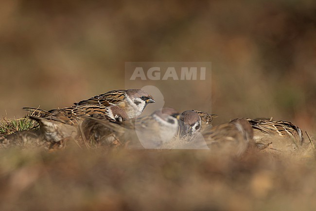 a flock of Eurasian Tree Sparrows (Passer monatnus, ssp dilutus) feeding on the ground, found near Ulan Baatar in Mongolia stock-image by Agami/Mathias Putze,