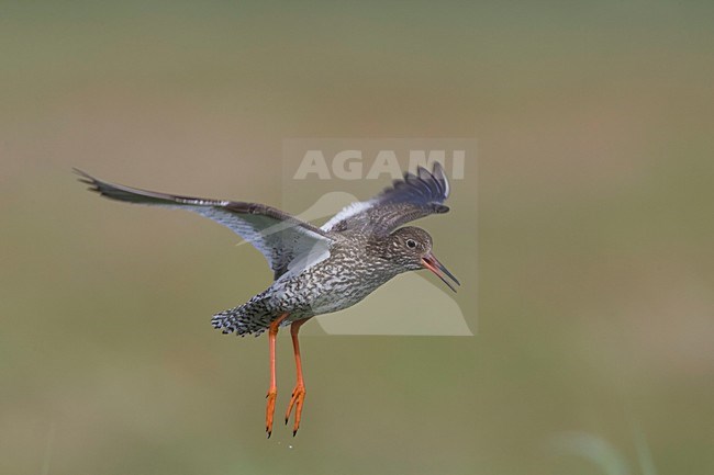 Tureluur landend in weiland; Common Redshank landing in meadow stock-image by Agami/Arie Ouwerkerk,