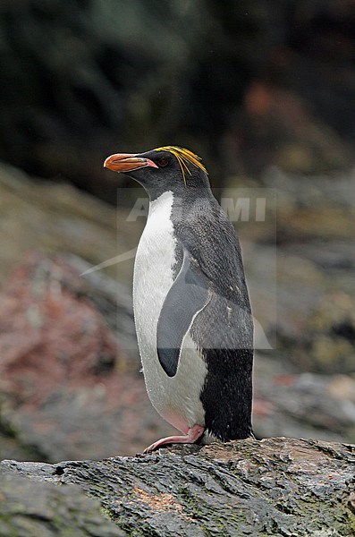 Macaroni Penguin (Eudyptes chrysolophus) on South Georgia. Standing ashore. stock-image by Agami/Pete Morris,