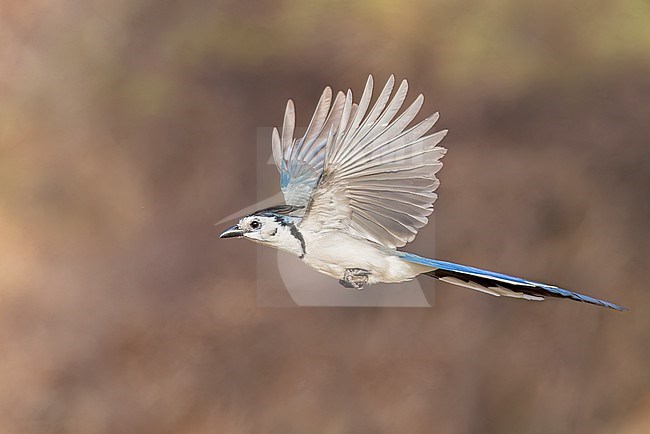 White-throated Magpie Jay (Calocitta formosa) flying in Oaxaca, Mexico. stock-image by Agami/Glenn Bartley,