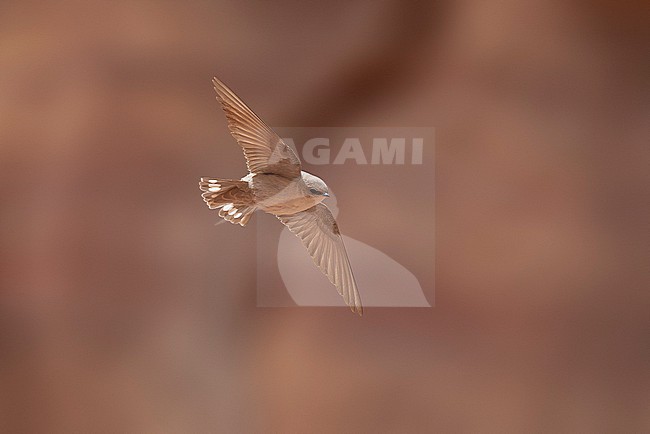 Middle East Pale Crag-Martin (Ptyonoprogne obsoleta obsoleta) flying over Petra, Jordan. stock-image by Agami/Vincent Legrand,