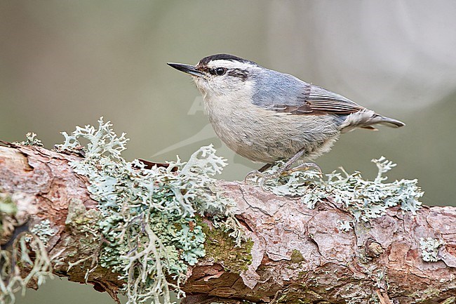 Corsican Nuthatch (Sitta whiteheadi), adult male perched on a lichen-covered branch against a clean natural background in Castellaccie, Corsica stock-image by Agami/Tomas Grim,