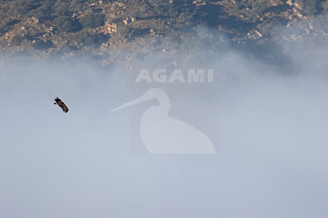 Cinereous Vulture - Mönchsgeier - Aegypius monachus, Spain (Andalucia), adult stock-image by Agami/Ralph Martin,
