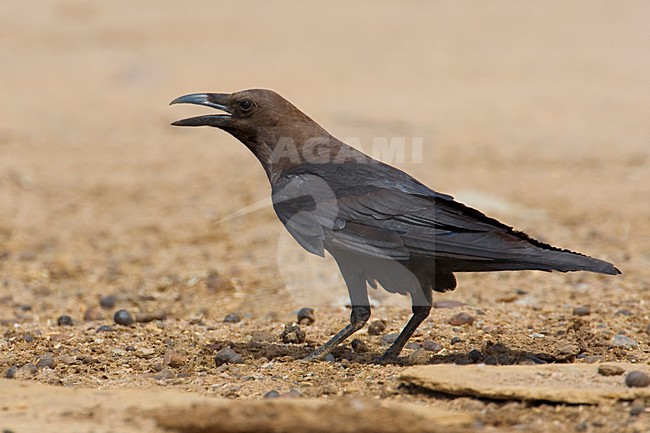 Roepende Bruinnekraaf; Calling Brown-necked Raven stock-image by Agami/Daniele Occhiato,
