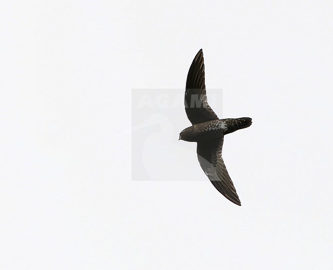 White-chinned swift (Cypseloides cryptus) in Northern Peru. stock-image by Agami/Dani Lopez-Velasco,