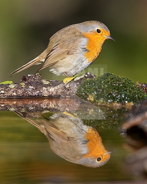 European Robin (Erithacus rubecula), side view of an adult standing on the edge of a pond stock-image by Agami/Saverio Gatto,