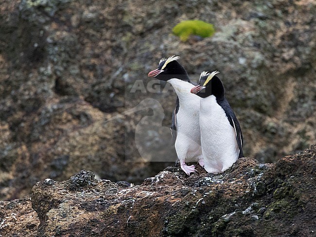 Pair Erect-crested Penguins (Eudyptes sclateri) on the Antipodes Islands, New Zealand stock-image by Agami/Marc Guyt,