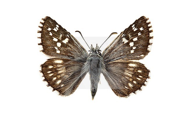 Witgezoomd spikkeldikkopje, Safflower Skipper, Pyrgus carthami stock-image by Agami/Wil Leurs,