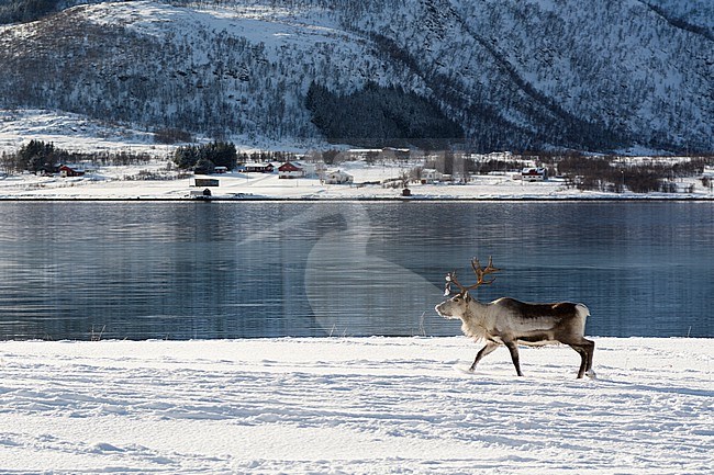 A reindeer, Rangifer tarandus, in a snowy waterside landscape. Fornes, Vesteralen Islands, Nordland, Norway. stock-image by Agami/Sergio Pitamitz,