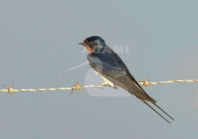 Barn Swallow perched; Boerenzwaluw zittend stock-image by Agami/Hans Gebuis,