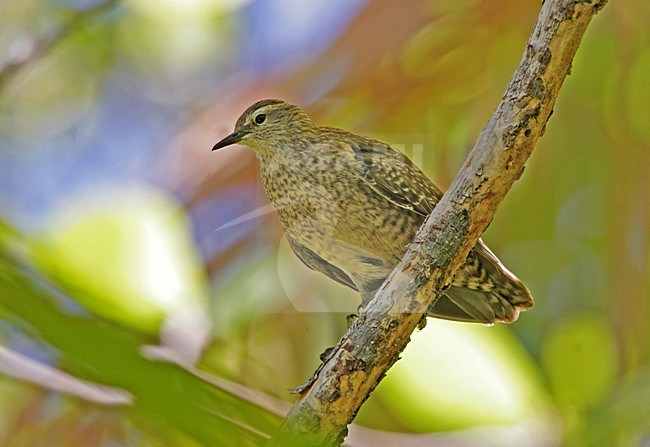 Kiritimatistrandloper, Tuamotu Sandpiper, Prosobonia parvirostris stock-image by Agami/Pete Morris,
