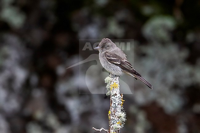 1st-winter Eastern Wood-Pewee (Contopus virens) perched on a branch as the first for Western Palearctic, Lighthouse Valley, Corvo, Azores, Portugal. stock-image by Agami/Vincent Legrand,