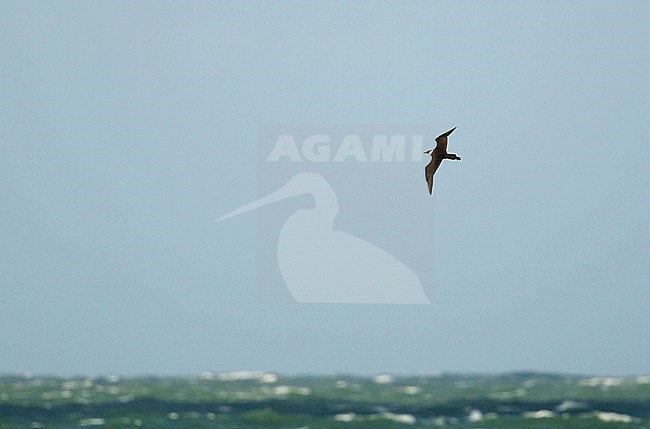 Adult Pomarine Jaeger (Stercorarius pomarinus) or Pomarine Skua in the Netherlands during autumn migration at Westkapelle. stock-image by Agami/Kris de Rouck,