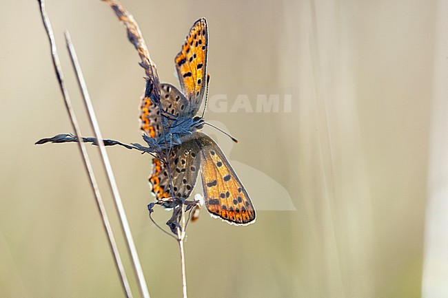 Bruine vuurvlinder / Sooty Copper (Lycaena tityrus) stock-image by Agami/Wil Leurs,