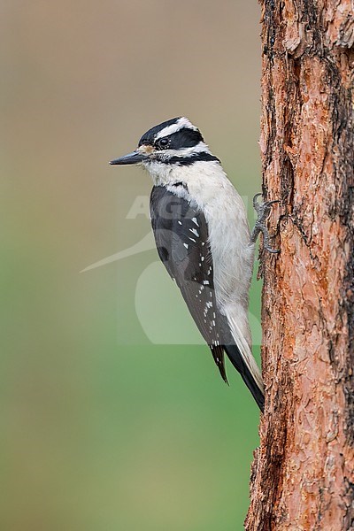 Adult female
Jefferson Co., CO
June 2023 stock-image by Agami/Brian E Small,