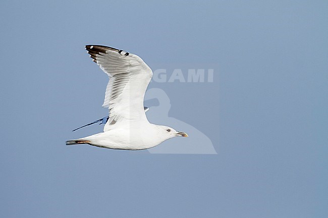Heuglin's Gull - Tundramöwe - Larus heuglini, Oman, 3rd W stock-image by Agami/Ralph Martin,