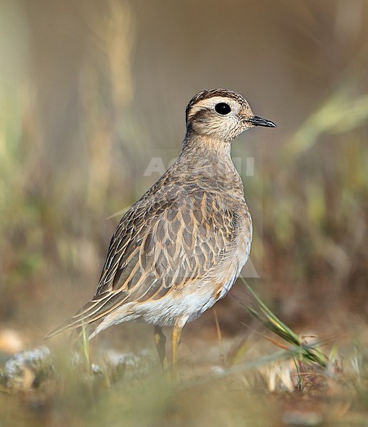 Second calendar year Eurasian Dotterel (Charadrius morinellus) during spring migration at Hyeres in France. stock-image by Agami/Aurélien Audevard,