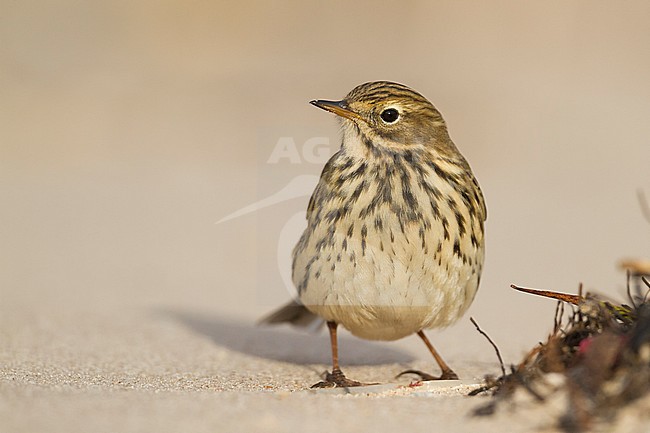 Meadow Pipit - Wiesenpieper - Anthus pratensis ssp. pratensis, Germany stock-image by Agami/Ralph Martin,