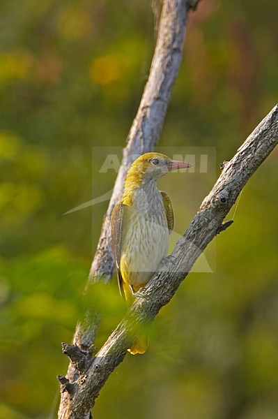 Golden Oriole female perched on branch; Wielewaal vrouw zittend op tak stock-image by Agami/Markus Varesvuo,