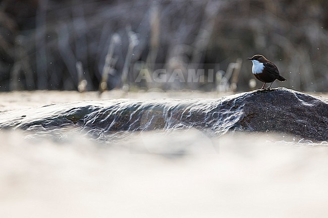 Dipper - Wasseramsel - Cinclus cinclus ssp. aquaticus, Germany, adult stock-image by Agami/Ralph Martin,