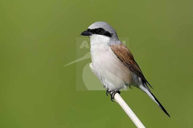 Red-backed Shrike (Lanius collurio), side view of an adult male perched on a cane Abruzzo, Italy stock-image by Agami/Saverio Gatto,