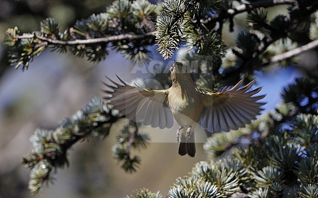 Canary Islands Chiffchaff (Phylloscopus canariensis canariensis) catching insects on the wings at El Portillo, Tenerife, Canary Islands stock-image by Agami/Helge Sorensen,