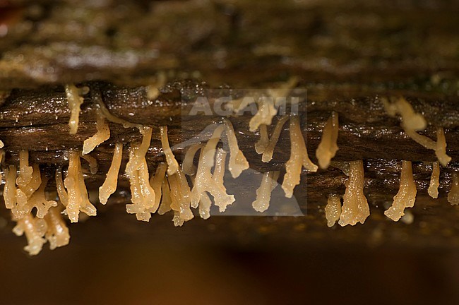 Calocera stock-image by Agami/Walter Soestbergen,