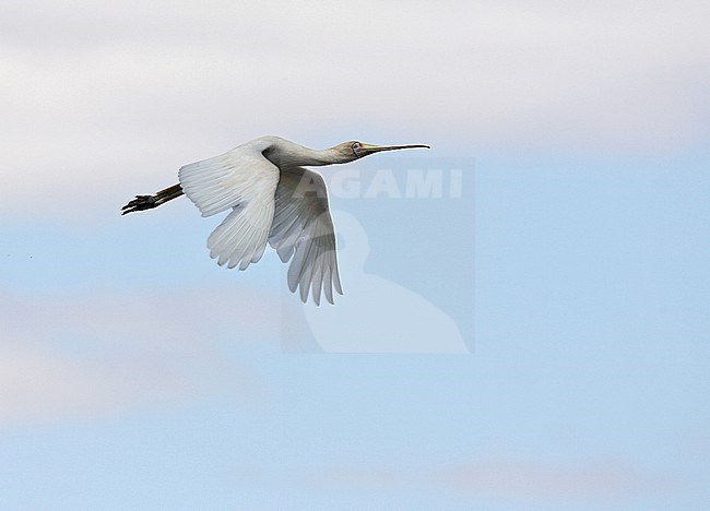 Yellow-billed Spoonbill (Platalea flavipes) in flight in Australia. stock-image by Agami/Andy & Gill Swash ,