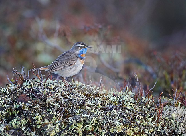 Roodsterblauwborst zittend op de grond; Red-Spotted Bluethroat perched on the ground stock-image by Agami/Markus Varesvuo,