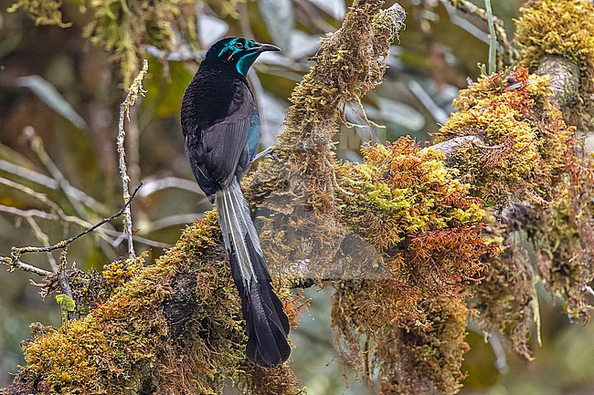 Male Splendid astrapia (Astrapia splendidissima in West Papua, Indonesia. An elusive bird-of-paradise species stock-image by Agami/Pete Morris,