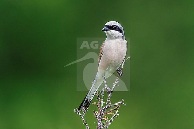 Adult male Red-backed Shrike (Lanius collurio) perched on a bush in Russia stock-image by Agami/Vincent Legrand,