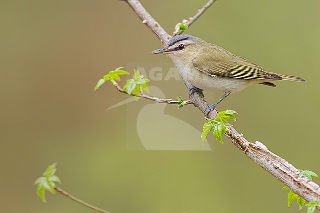 Red-eyed Vireo (Vireo olivaceus) Perched on a branch in USA stock-image by Agami/Dubi Shapiro,