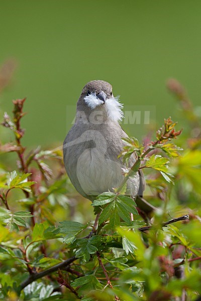 Vrouwtje Huismus met veertje; Female House Sparrow with feather stock-image by Agami/Arnold Meijer,