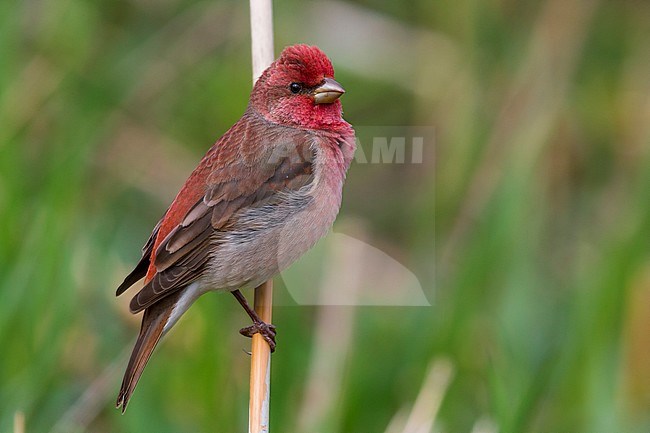 Common Rosefinch (Carpodacus erythrinus
) Adult male standing on a twig, Oulu, Northern Ostrobothnia, Finland stock-image by Agami/Saverio Gatto,