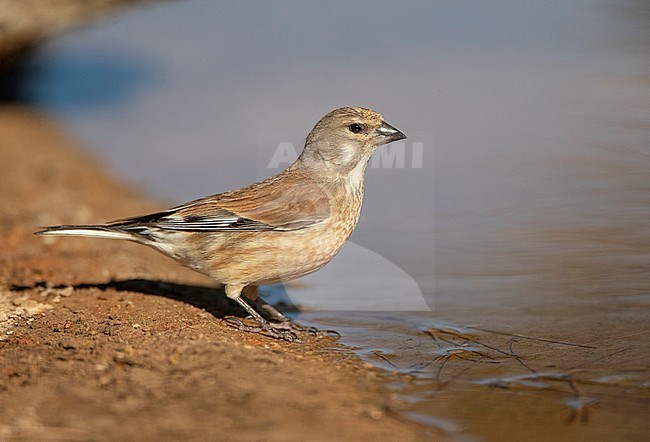 Common Linnet (Linaria cannabina) in Spain during summer. Standing at water edge. stock-image by Agami/Marc Guyt,