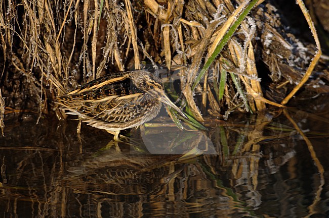 Bokje in de winter aan de slootkant; Jack Snipe in winter at side of ditch stock-image by Agami/Hans Gebuis,
