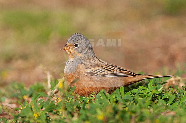 Adult male Cretzschmar's Bunting (Emberiza caesia) during spring migration in Eilat, Israel. Standing alert on the ground. stock-image by Agami/Marc Guyt,