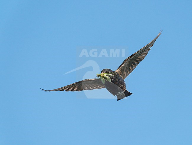 Adult Common Starling (Sturnus vulgaris) flying with a big 
Great Green Bush-cricket, prey, in its bill for feeding its young in the nest stock-image by Agami/Ran Schols,