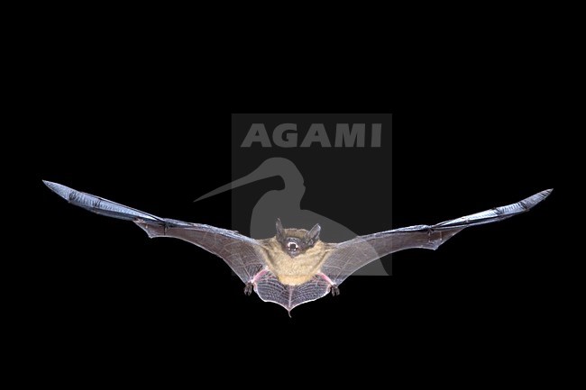 Laatvlieger in de vlucht; Serotine Bat in flight stock-image by Agami/Theo Douma,