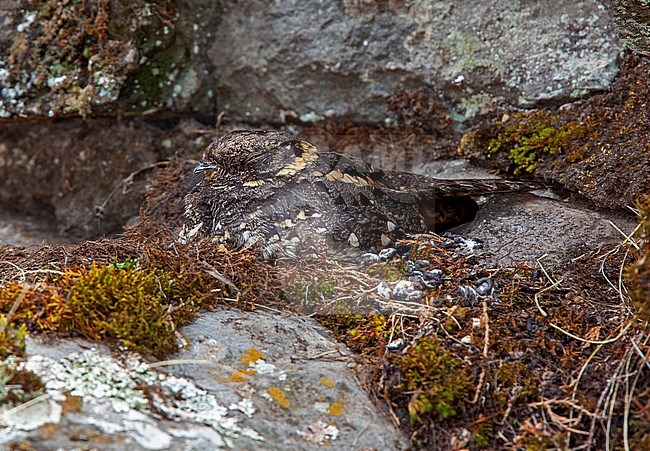 Montane Nightjar (Caprimulgus poliocephalus poliocephalus) roosting on a ledge in the Ethiopian highlands stock-image by Agami/Andy & Gill Swash ,