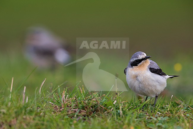 Mannetje Tapuit, Male Northern Wheatear stock-image by Agami/Daniele Occhiato,
