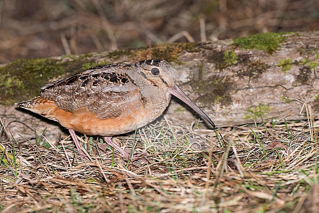 Adult American woodcock, Scolopax minor
Mackinac Co., MI stock-image by Agami/Brian E Small,
