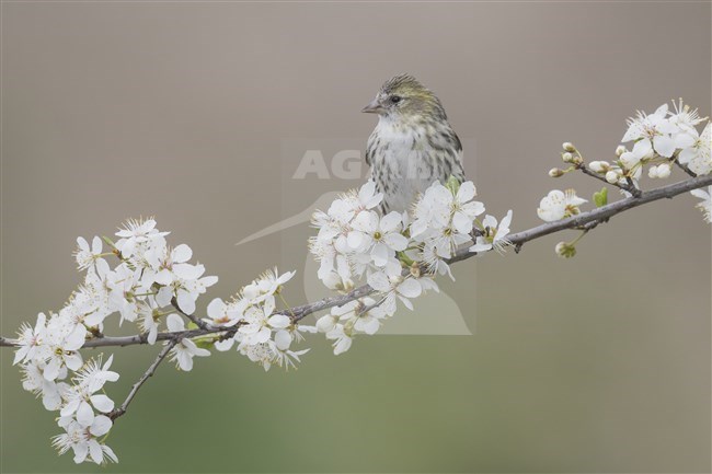 siskin on flowers; Carduelis spinus stock-image by Agami/Alain Ghignone,